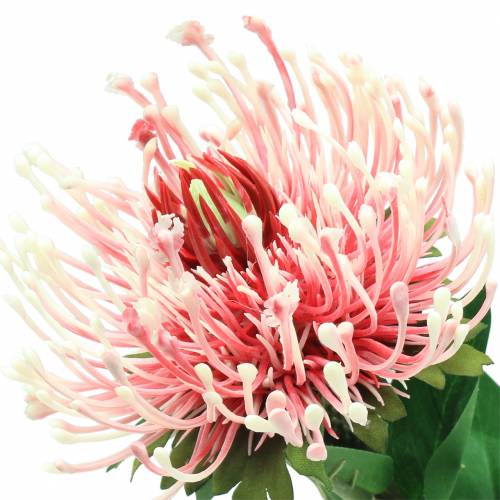 Artikel Protea Kunst Roze 73cm