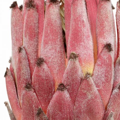Floristik24 Kunstmatige Protea Red Exotische kunstbloem H55cm