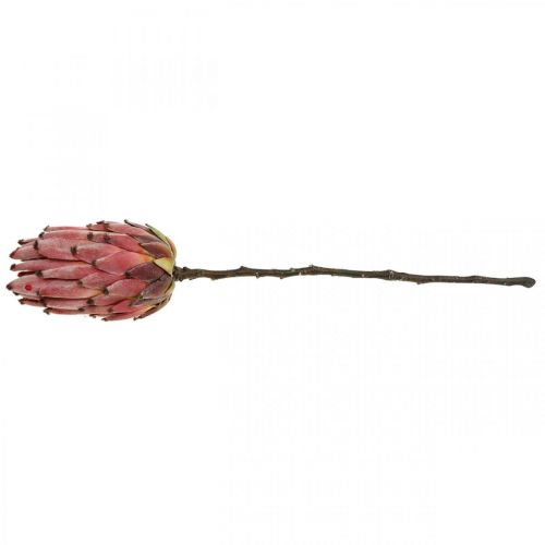 Floristik24 Kunstmatige Protea Red Exotische kunstbloem H55cm