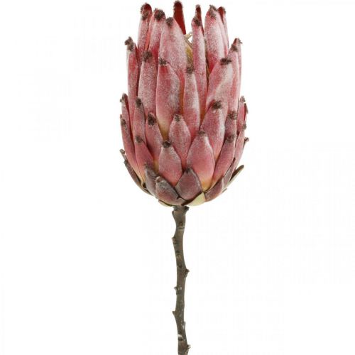 Floristik24 Kunstmatige Protea Red Exotische kunstbloem H55cm