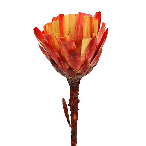 Floristik24 Repens Beker Rood 25 st