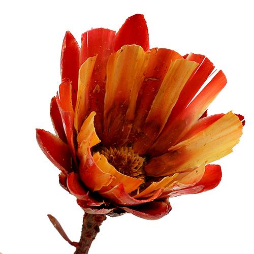 Artikel Repens Beker Rood 25 st