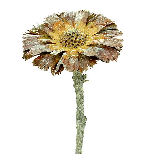 Floristik24 Repens rozet groen mat 8cm - 9cm 25 st