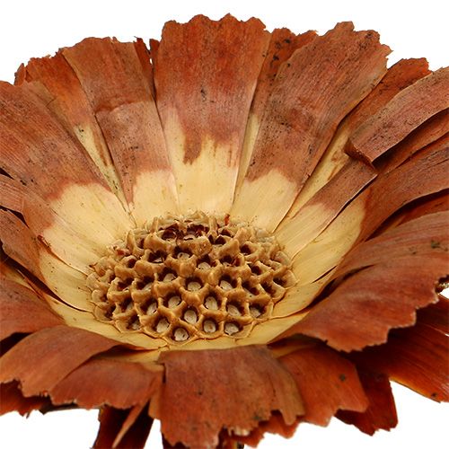 Artikel Repens Rozet Licht 8-9cm 25 st