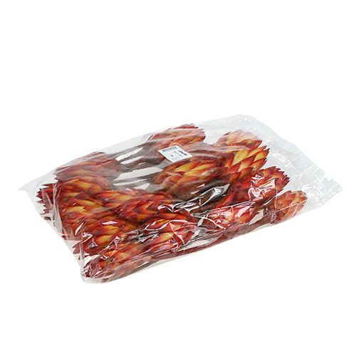 Floristik24 Repens Rood 2-kleurig 25 st