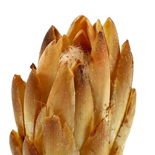 Artikel Repens Crème 25 st