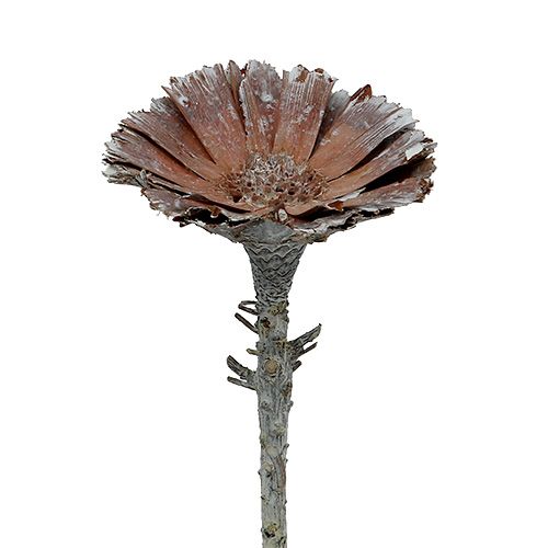 Floristik24 Repens rozet 6-7cm wit gewassen 25p
