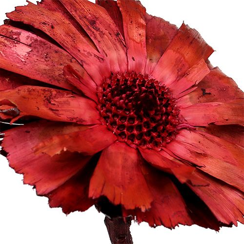 Artikel Repens Rozet Erika 8cm - 9cm 25 st