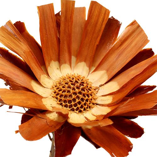 Artikel Repens Rozet Super 10 - 12cm 20 st