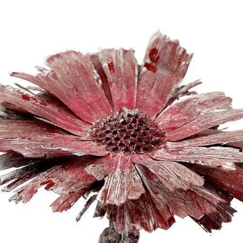 Artikel Protea rozet gespikkeld mat Ø8-9cm 25 st