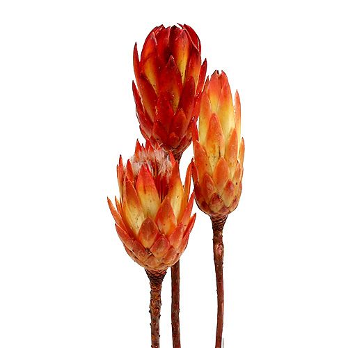 Repens Rood 25 st