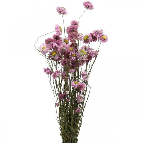 Floristik24 Strobloemen gedroogde bloemen roze acroclinium bos 20g