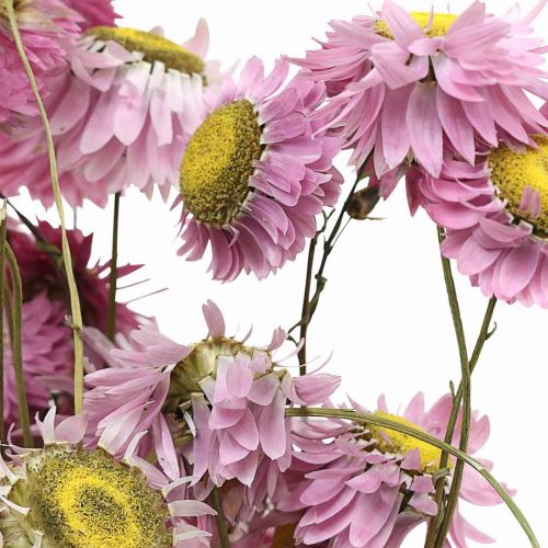Artikel Strobloemen gedroogde bloemen roze acroclinium bos 20g