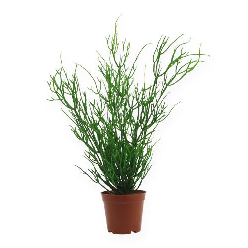Floristik24 Rhipsalis in een pot 32cm groen