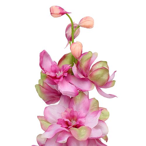 Floristik24 Delphinium roze 60cm