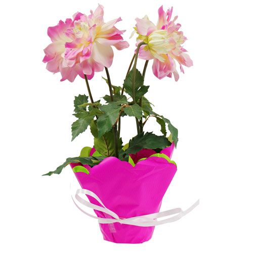 Floristik24 Rondella Ø48cm two-tone roze-groen 50st