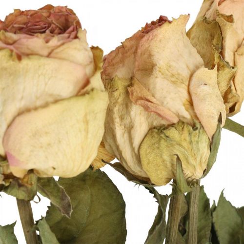 Floristik24 Decoratieve rozen, droogbloemen, gedroogde rozen, Valentijnsdag, rouwbloemisterij, rustieke rozen geelroze L48cm 5 stuks