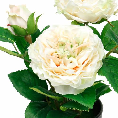Floristik24 Pioenroos in pot, romantische sierroos, zijdebloem crèmewit