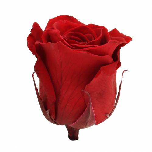 Artikel Infinity Rozen Groot Ø5,5-6cm Rood 6 st