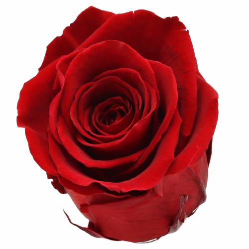 Artikel Infinity Rozen Groot Ø5,5-6cm Rood 6 st