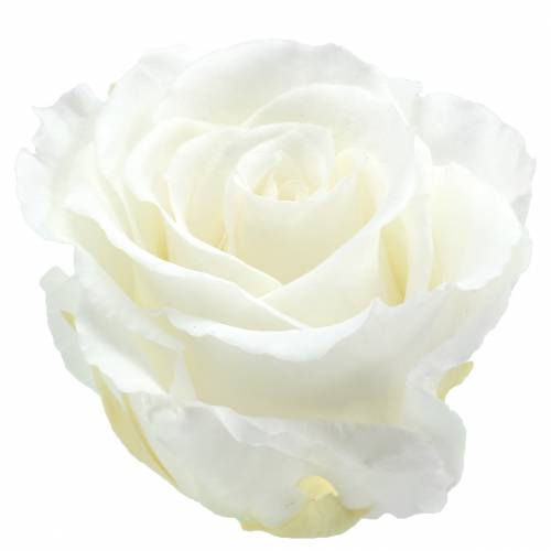 Artikel Infinity Rozen Groot Ø5,5-6cm Wit 6 st