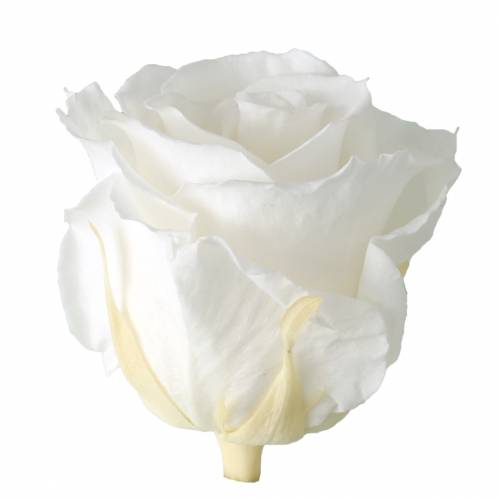 Artikel Infinity Rozen Groot Ø5,5-6cm Wit 6 st