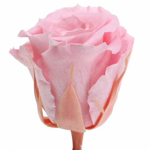 Artikel Eeuwige Rozen Medium Ø4-4,5cm Roze 8 st