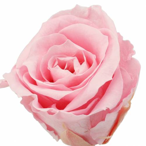 Floristik24 Everlasting rozen medium Ø4-4.5cm roze 8st