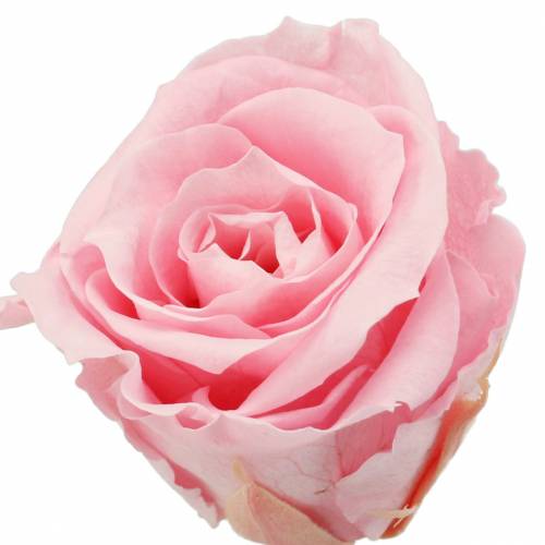 Eeuwige Rozen Medium Ø4-4,5cm Roze 8 st