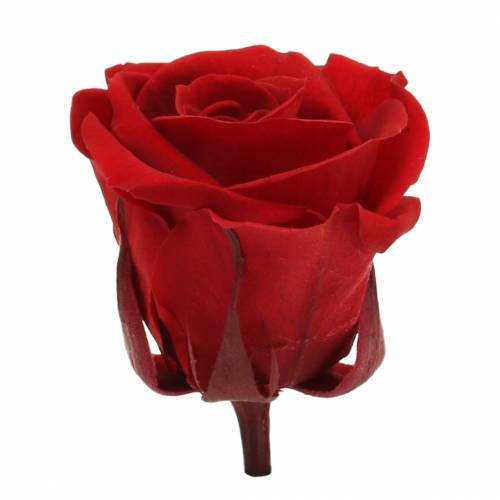 Geconserveerde rozen medium Ø4-4,5cm rood 8st