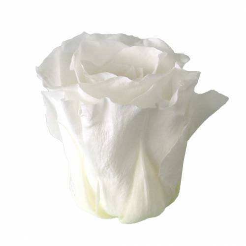 Artikel Geconserveerde rozen medium Ø4-4,5cm wit 8 st