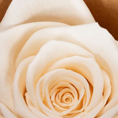 Artikel Rozenkoppen, geconserveerde bloemen voor elegante bloemstukken, 5 cm, 6 stuks