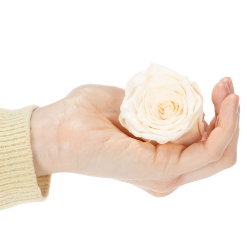 Artikel Rozenkoppen, geconserveerde bloemen voor elegante bloemstukken, 5 cm, 6 stuks