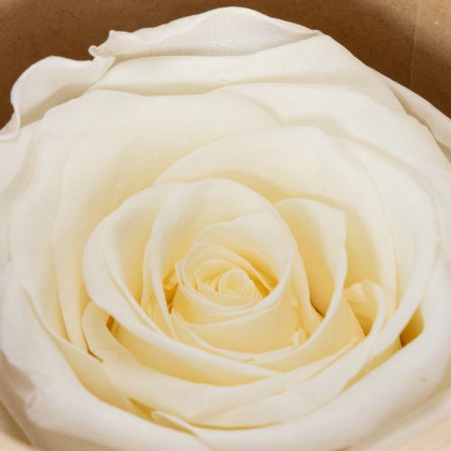 Artikel Geconserveerde rozenkoppen, duurzame tafeldecoratie voor een romantische sfeer, bruiloftsdecoratie, 5 cm, 6 stuks