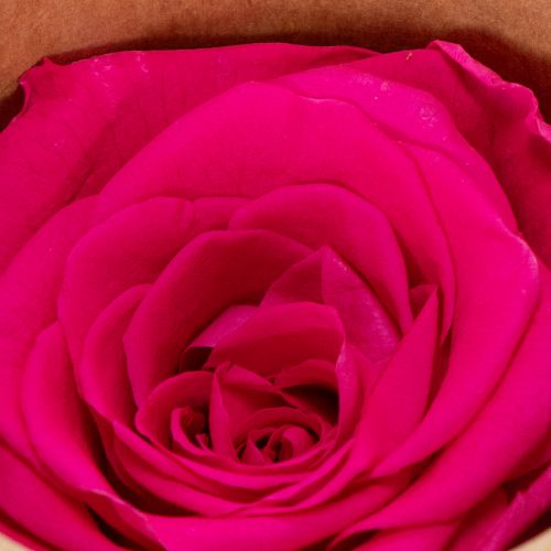 Artikel Geconserveerde rozendecoraties, echte bloemen voor tafeldecoratie, unieke en duurzame bloemen, 5 cm, 6 stuks