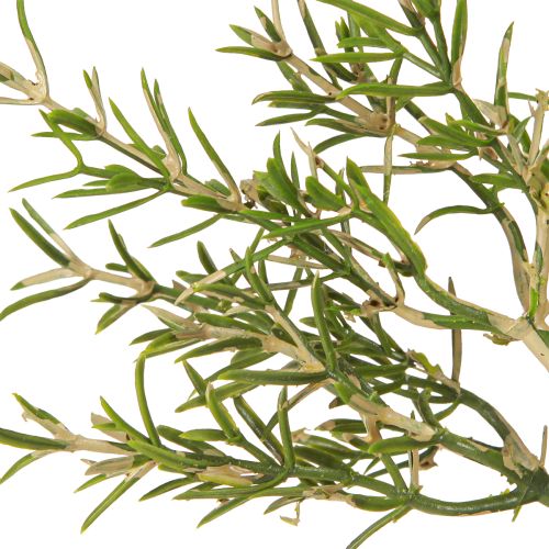 Artikel Rozemarijn in pot Kunstkruiden Groene planten H24cm