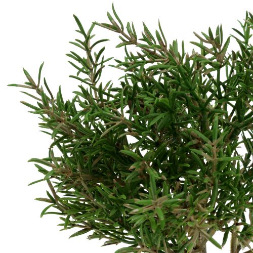 Floristik24 Kunstmatige rozemarijnboom in een pot van 23 cm