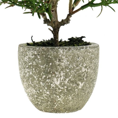 Floristik24 Kunstmatige rozemarijnboom in een pot van 23 cm