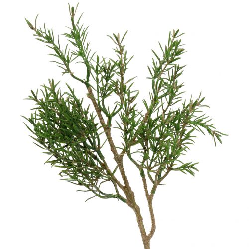 Floristik24 Rozemarijntak 36cm 3st