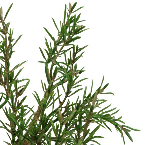 Floristik24 Rozemarijntak 36cm 3st