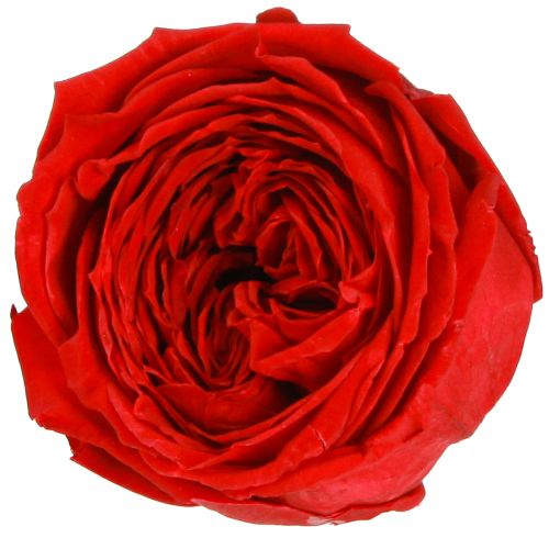 Rode rozen Infinity rozen Echte rozenkoppen Rood Ø6cm 6 stuks