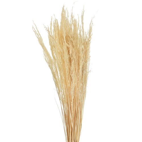 Gebogen Gras Agrostis Capillaris Droog Gras Gebleekt 65cm 80g