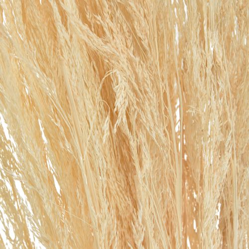 Floristik24 Gebogen Gras Agrostis Capillaris Droog Gras Gebleekt 65cm 80g