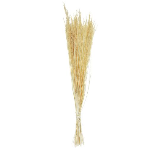 Floristik24 Gebogen Gras Agrostis Capillaris Droog Gras Gebleekt 65cm 80g