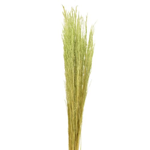 Bent Grass Agrostis Capillaris Droge Grassen Groen 65cm 80g