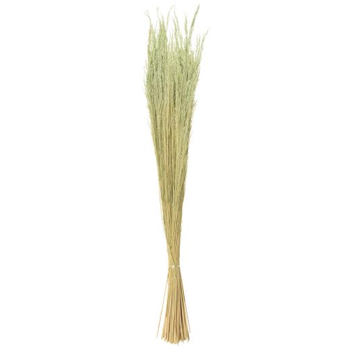 Artikel Bent Grass Agrostis Capillaris Droge Grassen Groen 65cm 80g