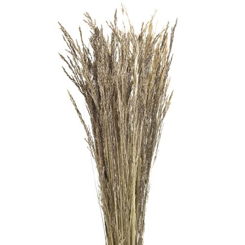 Floristik24 Gebogen Gras Agrostis Capillaris Droog Gras Natuur 60cm 80g