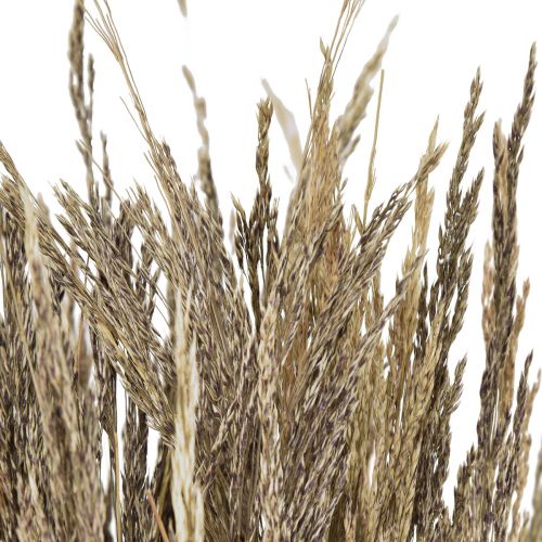 Floristik24 Struikgras Agrostis Capillaris droog gras natuurlijk 60cm 80g