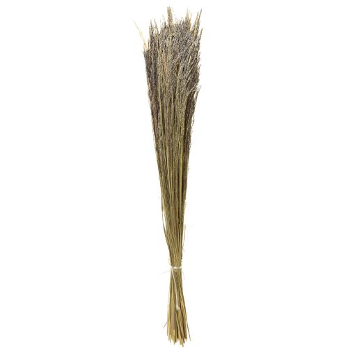 Floristik24 Struikgras Agrostis Capillaris droog gras natuurlijk 60cm 80g