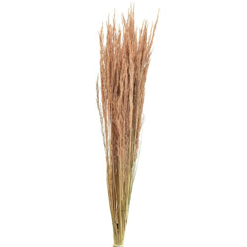 Floristik24 Rood Bent Gras Agrostis Droog Gras Rood Bruin 65cm 80g